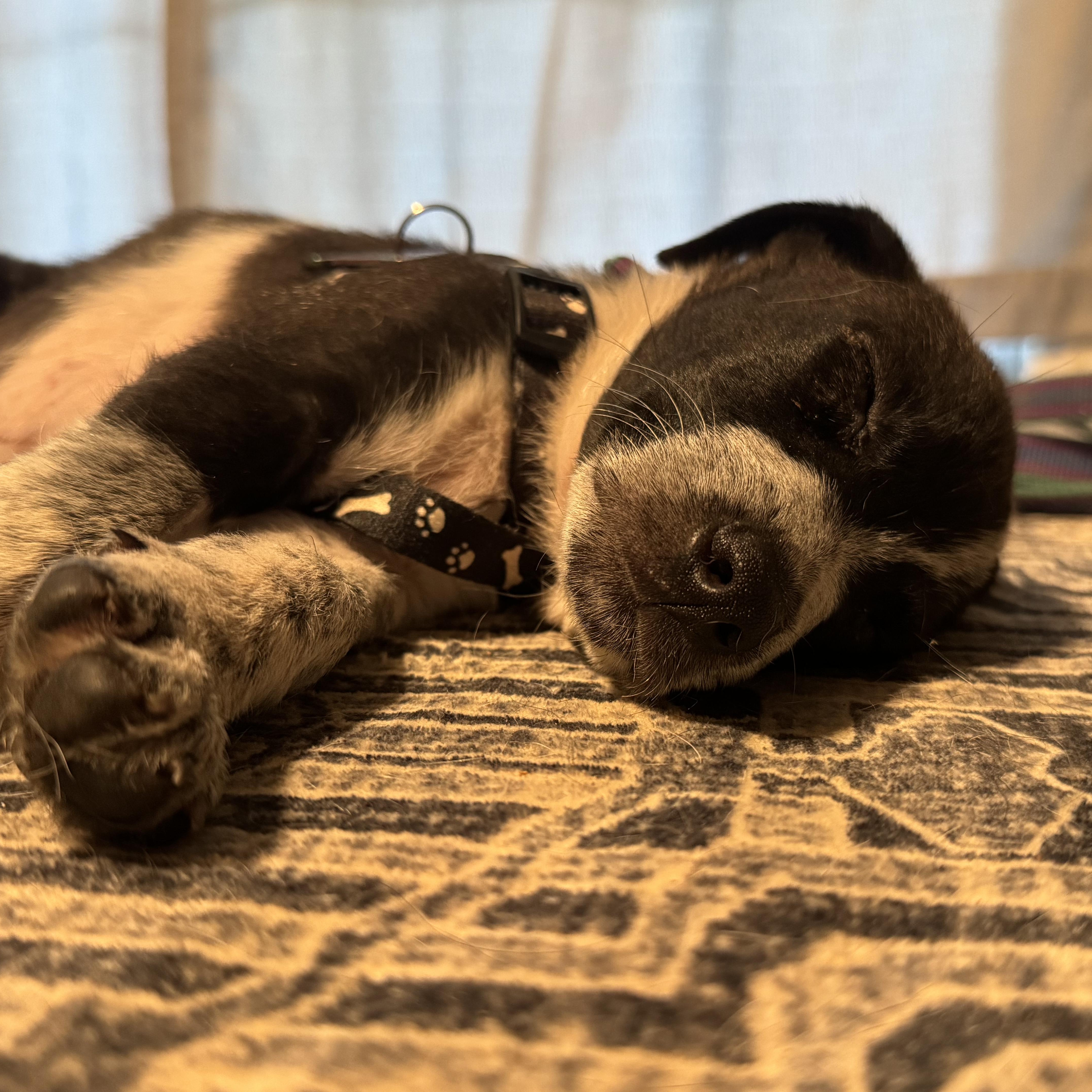 Enlarge Chance, a Adopted mixed breed in Ragland, AL image 5/5