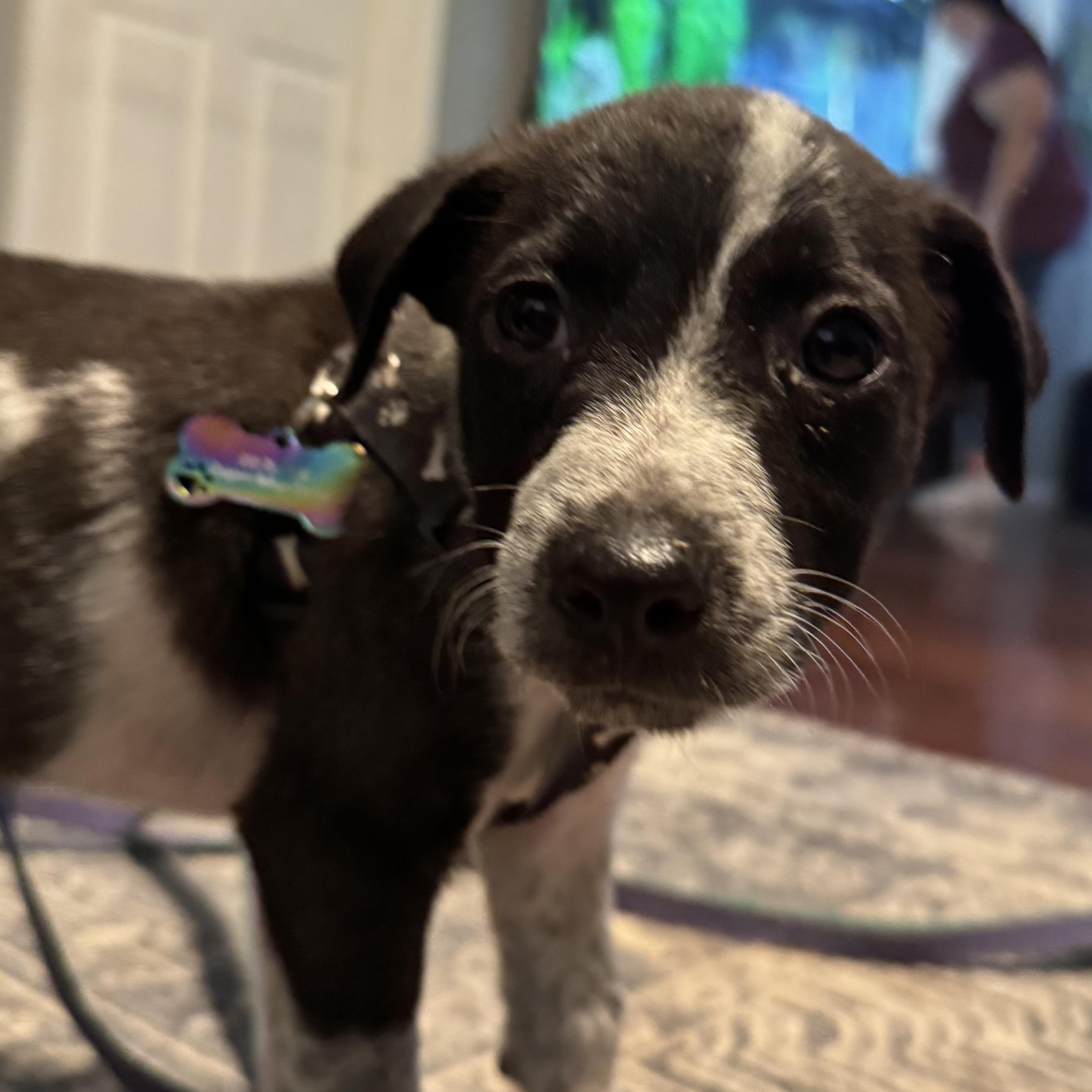 Enlarge Chance, a Adopted mixed breed in Ragland, AL image 4/5