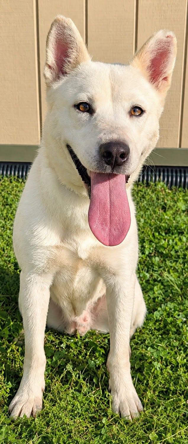 Gertrude, Adoptable, Adult Female Husky.
