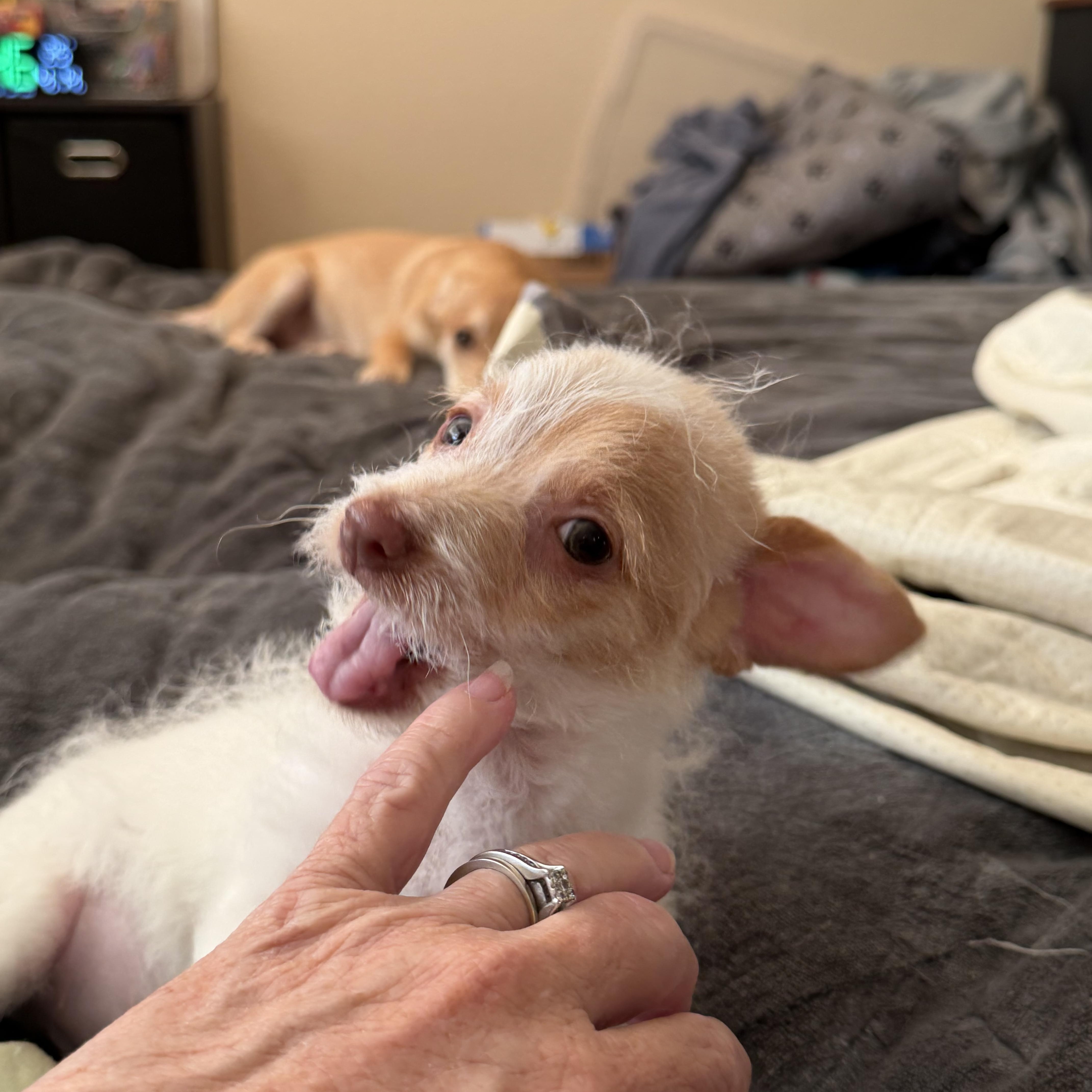 Enlarge Dino , a ADOPTABLE mixed breed in citrus heights, CA image 2/4