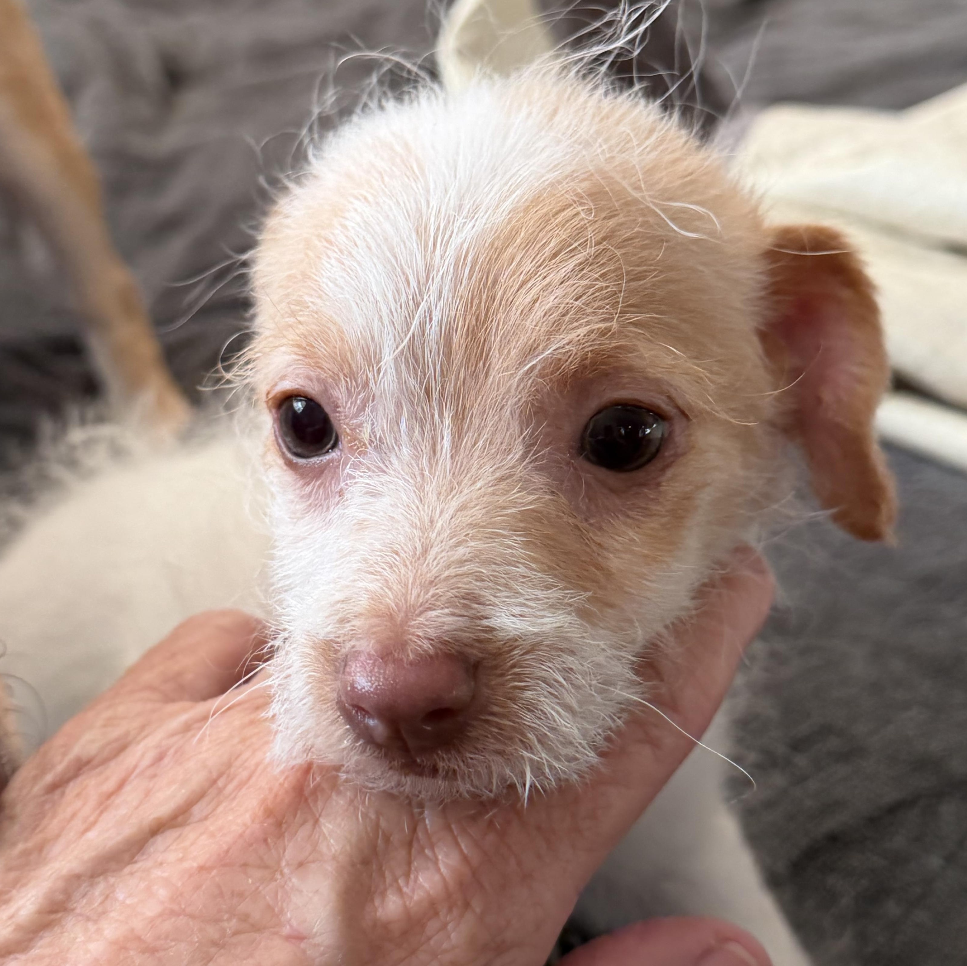 Enlarge Dino , a ADOPTABLE mixed breed in citrus heights, CA image 3/4