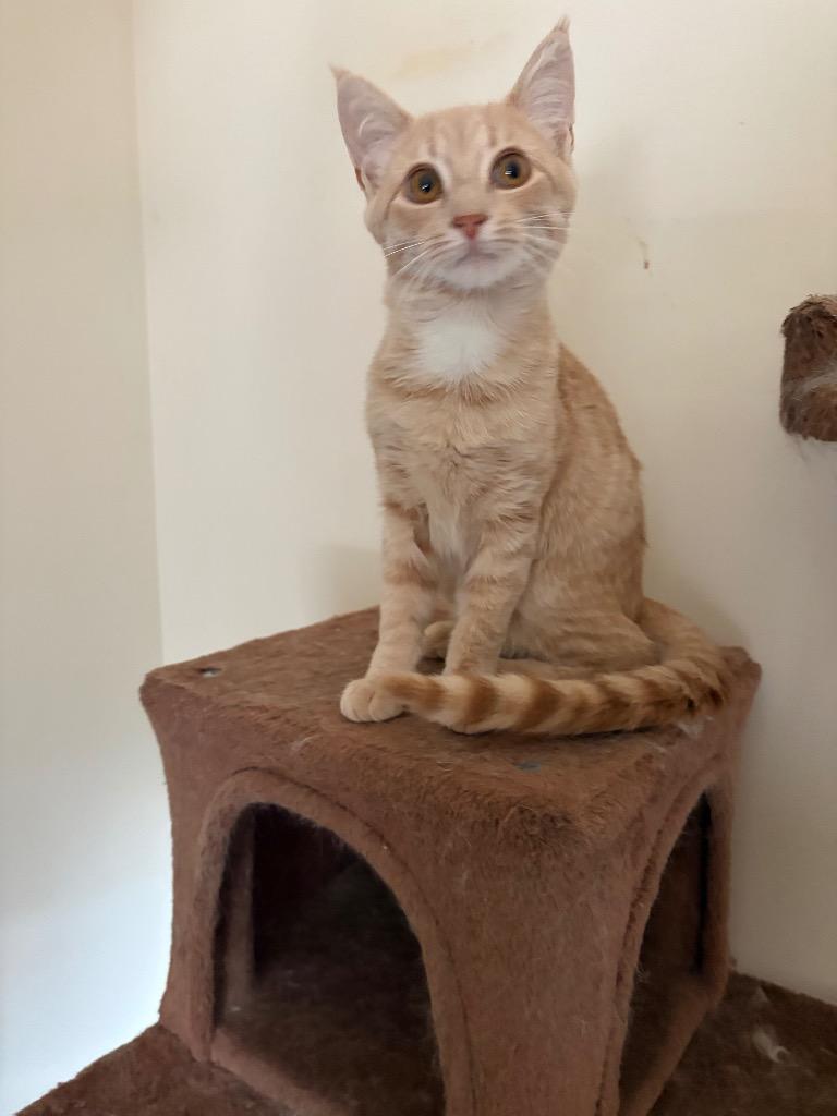 Pierogi, Adoptable, Kitten Male Domestic Short Hair.