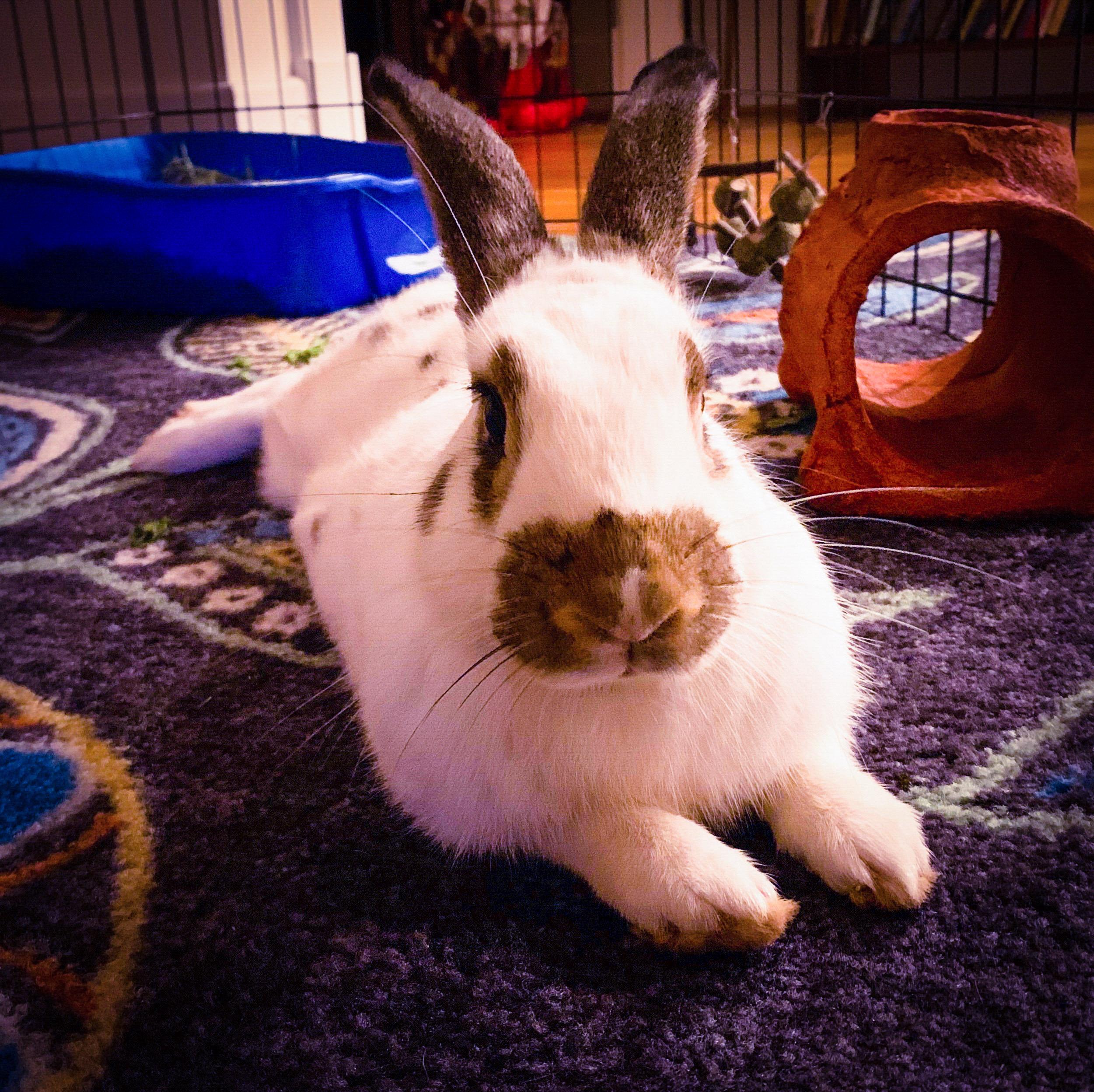 Cooper, Adoptable, Adult Male Rhinelander.