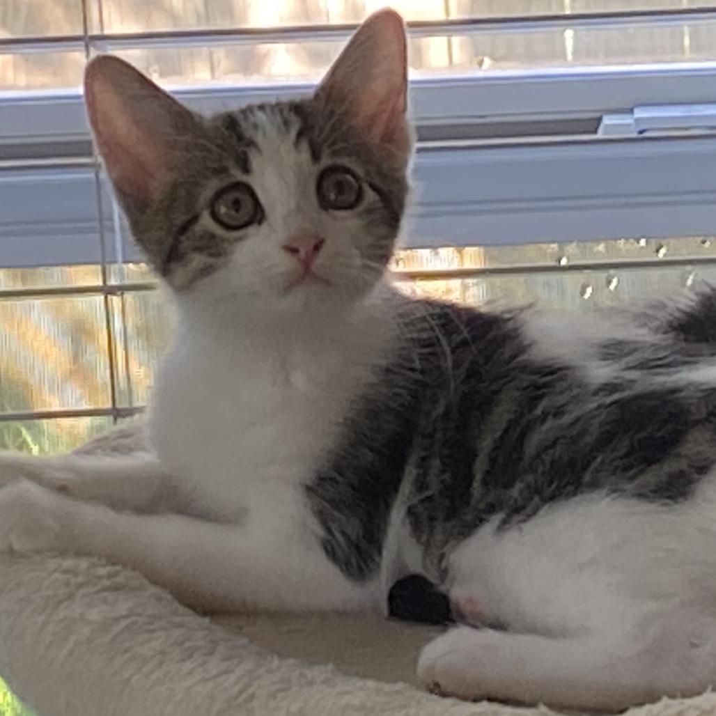 Enlarge Sebastian A26-159, a Adoptable Domestic Short Hair in SANTA ROSA BEACH, FL image 1/2