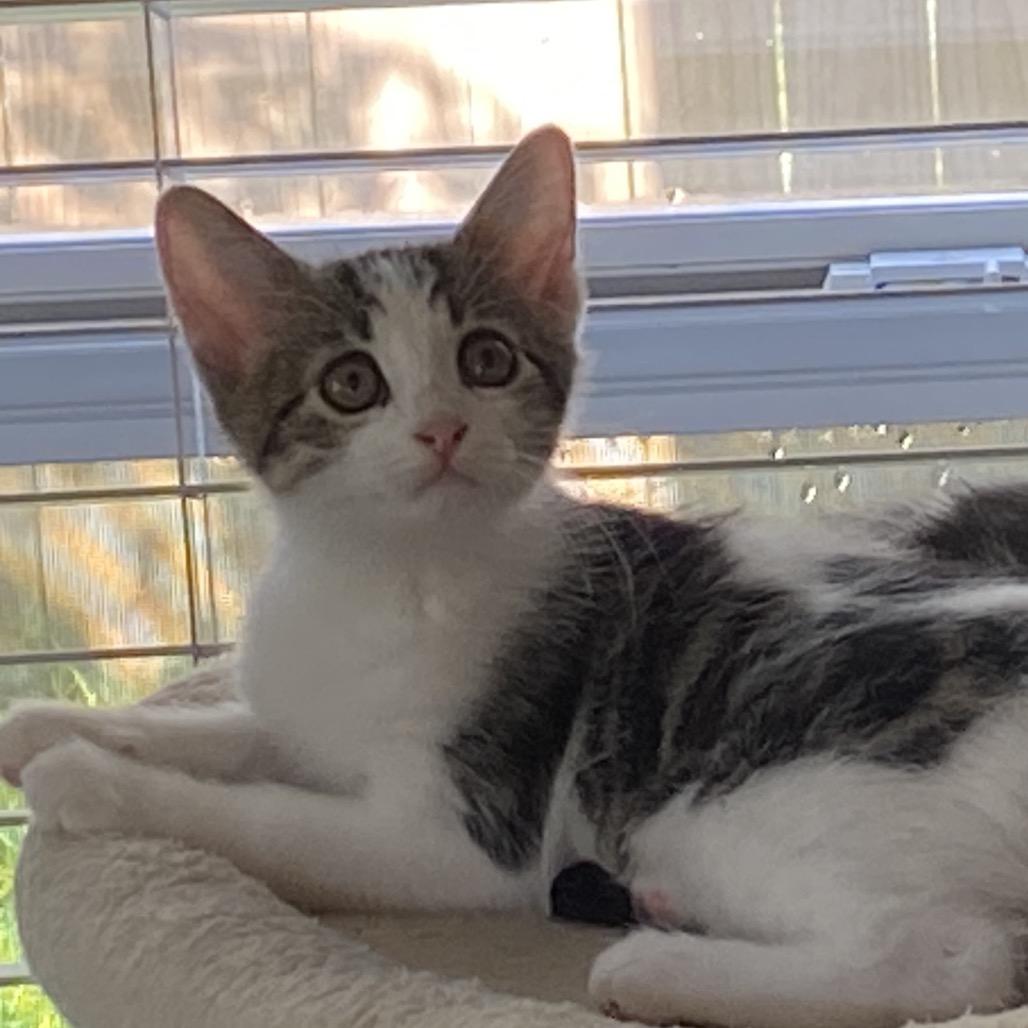 Enlarge Sebastian A26-159, a Adoptable Domestic Short Hair in SANTA ROSA BEACH, FL image 2/2