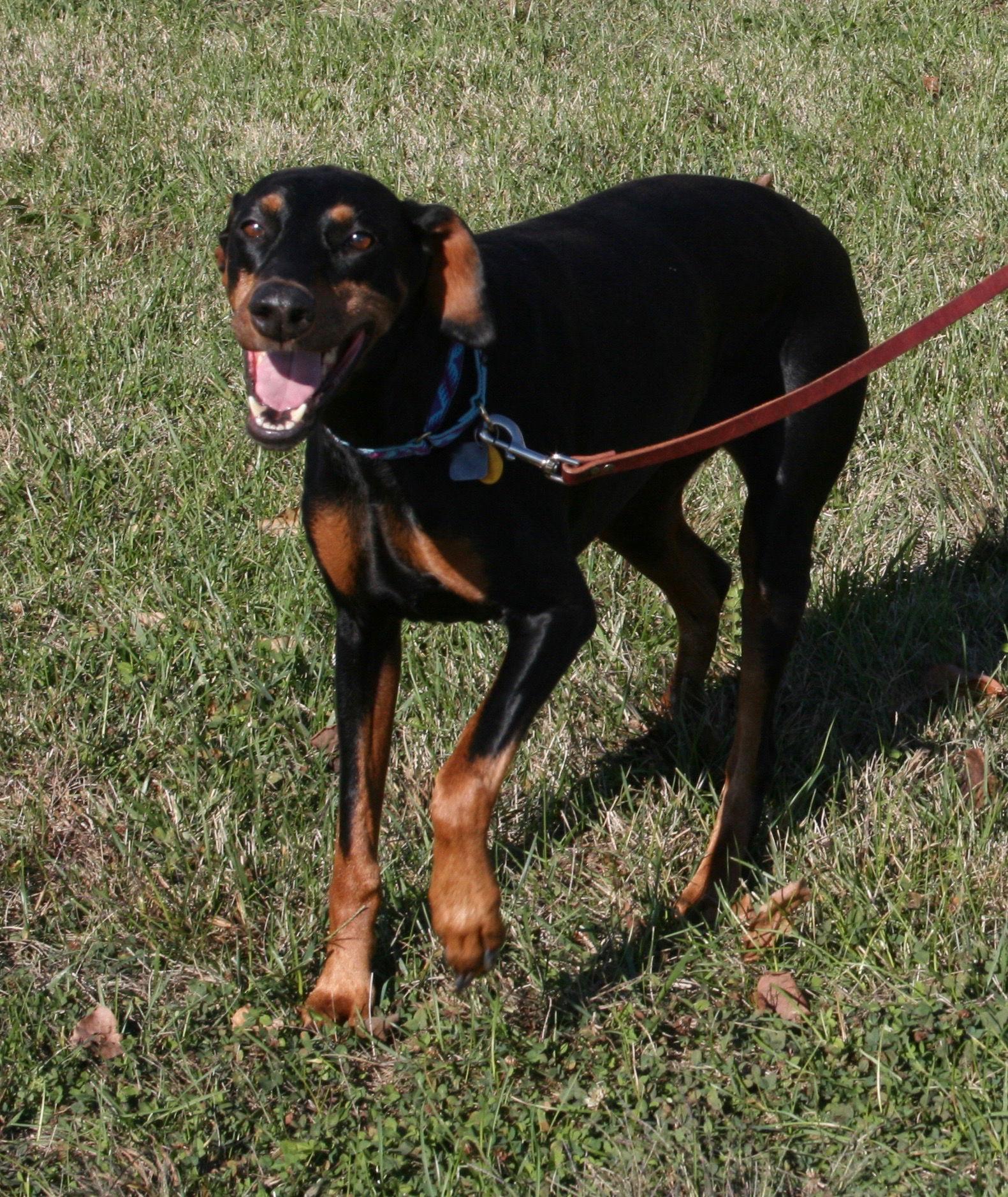 Harrah, Adopted, Senior Female Doberman Pinscher.