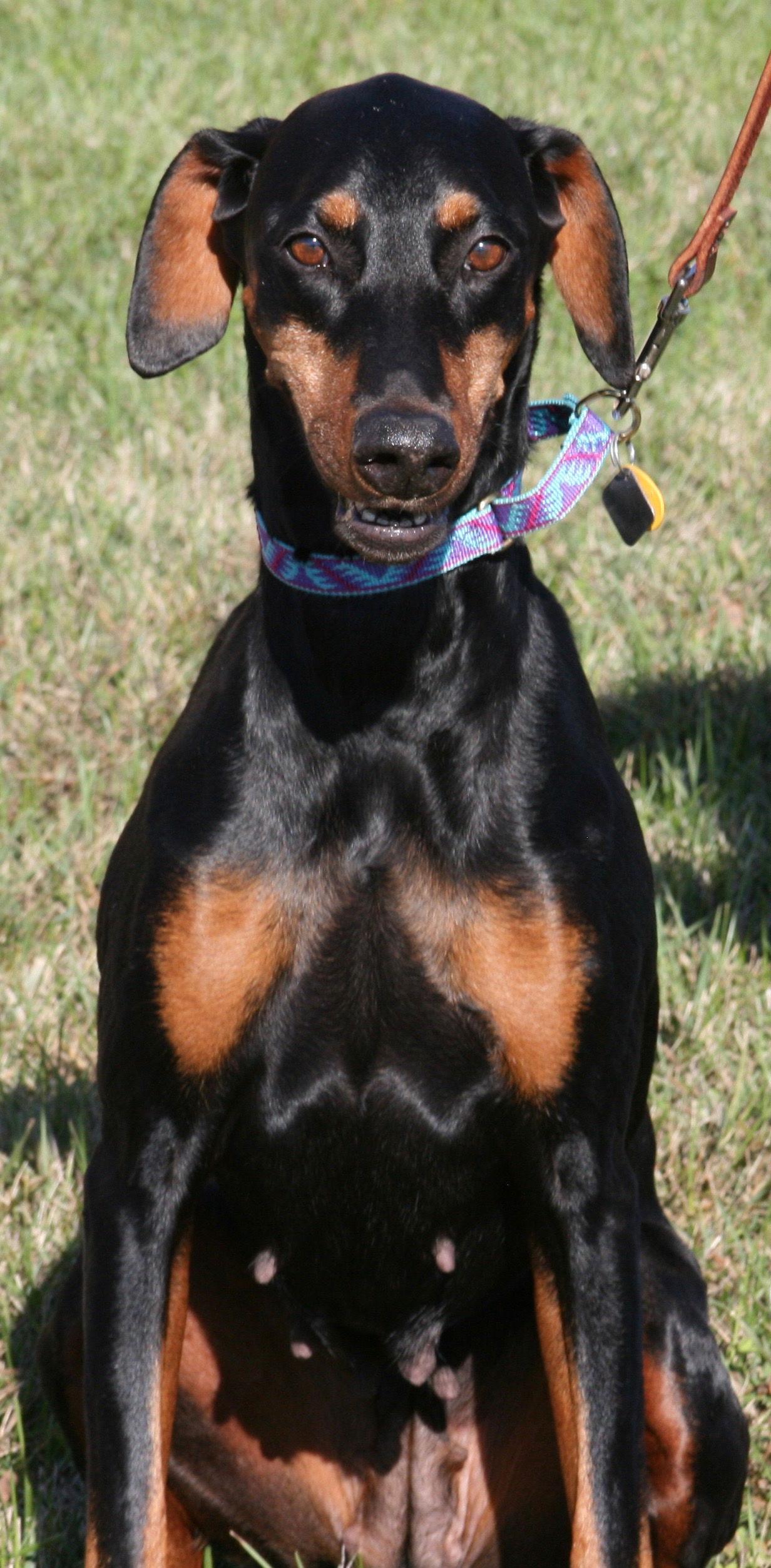 Enlarge Harrah, a Adopted Doberman Pinscher in Saint Charles, MO image 2/3