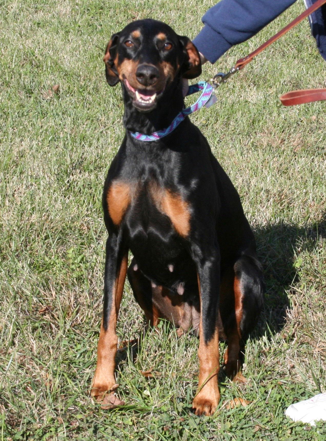 Enlarge Harrah, a Adopted Doberman Pinscher in Saint Charles, MO image 3/3
