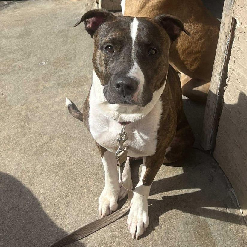 Sunny — thumbnail 2