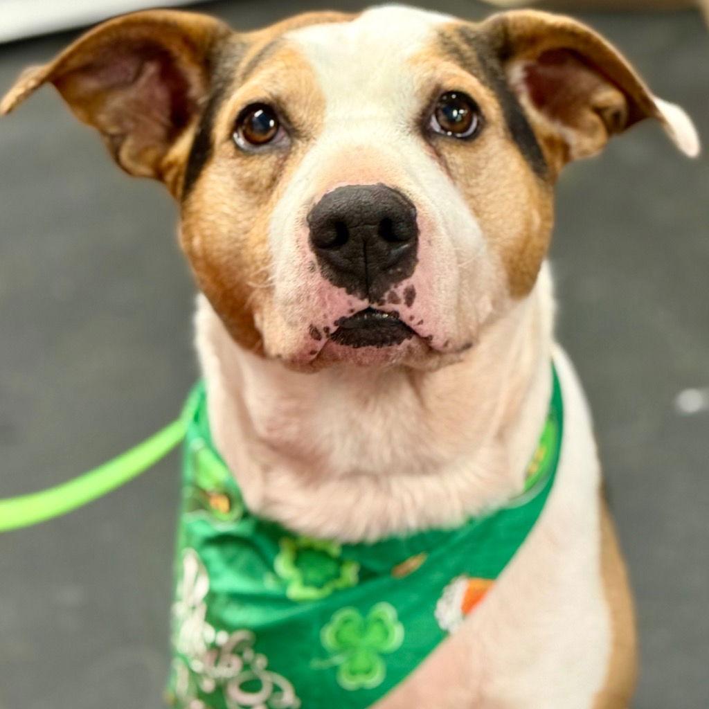 Lilly, Adoptable, Adult Female Boxer & Terrier.