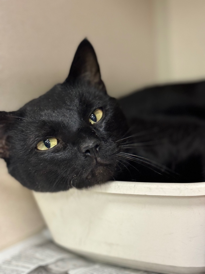 Enlarge BB, a Adoptable Domestic Short Hair in Pottsville, PA image 1/1