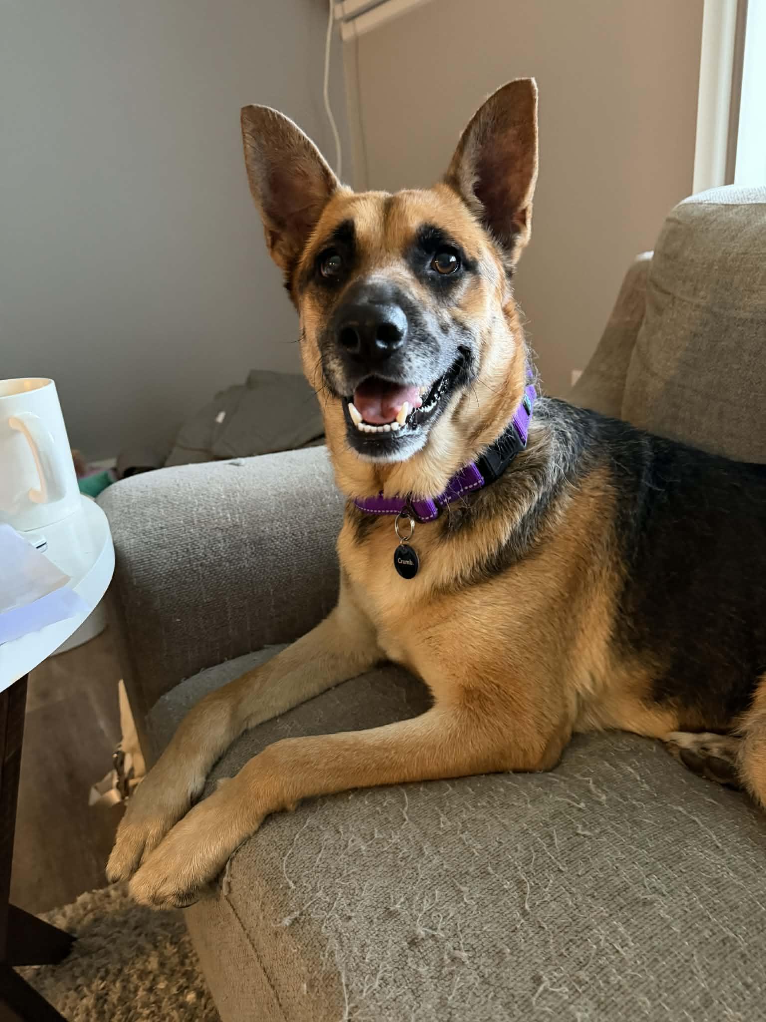 Hattie, Adoptable, Adult Female German Shepherd Dog.