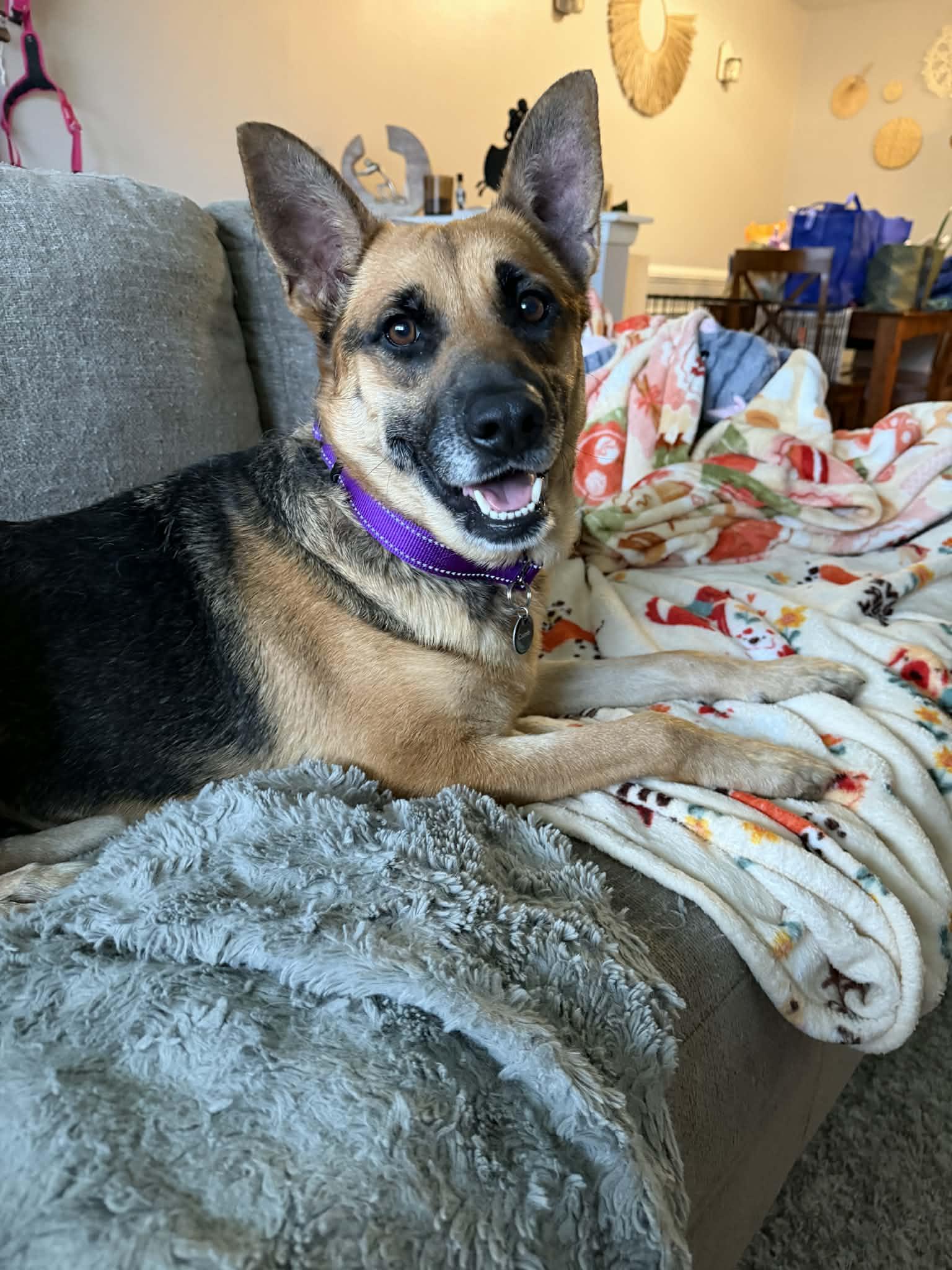 Enlarge Hattie, a Adoptable German Shepherd Dog in Springville, NY image 2/3