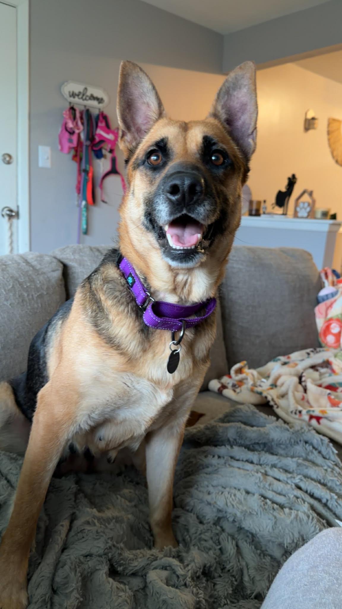 Enlarge Hattie, a Adoptable German Shepherd Dog in Springville, NY image 3/3