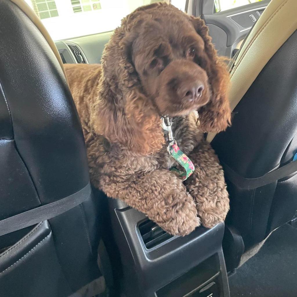 BELLA, Adoptable, Adult Female Cockapoo.