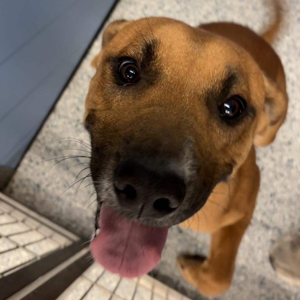 Sarge, a Adoptable mixed breed in Manhattan, KS image 1/2