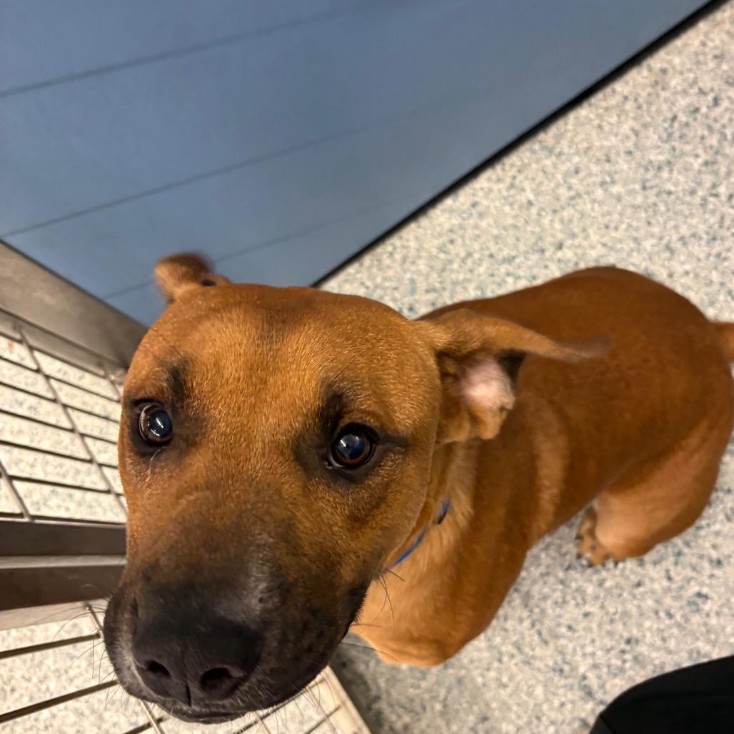 Sarge, a Adoptable mixed breed in Manhattan, KS image 2/2