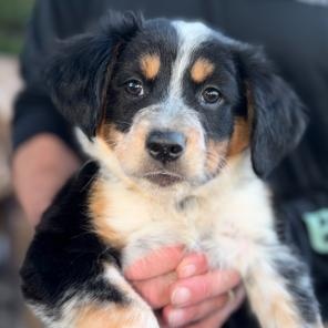 Camila, adopted, Puppy Female Australian Cattle Dog / Blue Heeler.