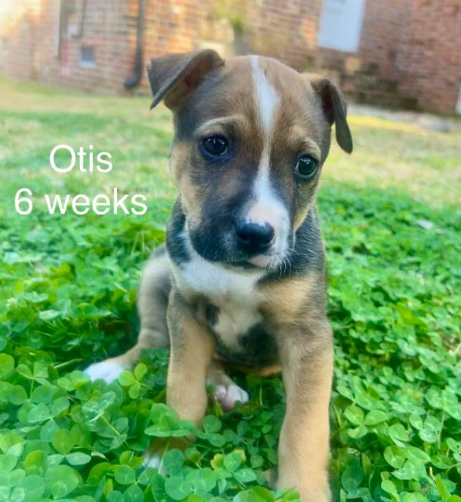 Otis, an adoptable mixed breed in Eutawville, SC image 4/6