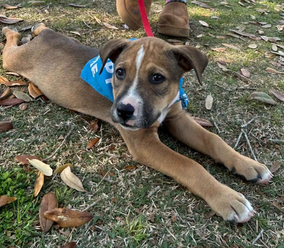 Otis, adoptable, Puppy Male Mixed Breed.