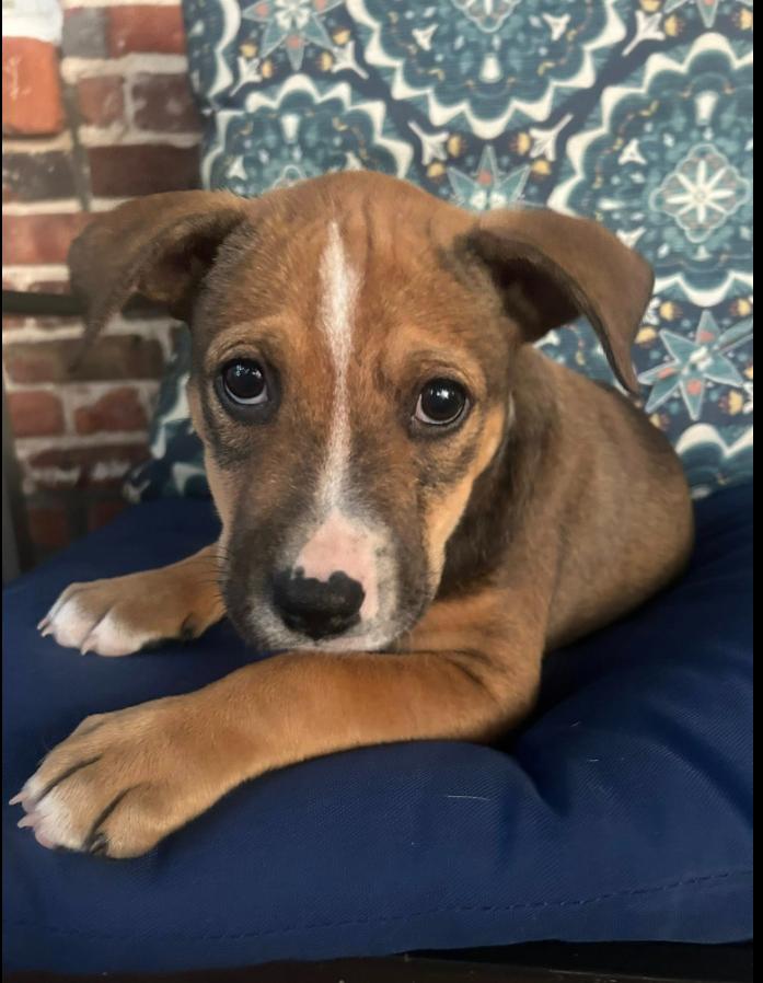 Otis, an adoptable mixed breed in Eutawville, SC image 2/6