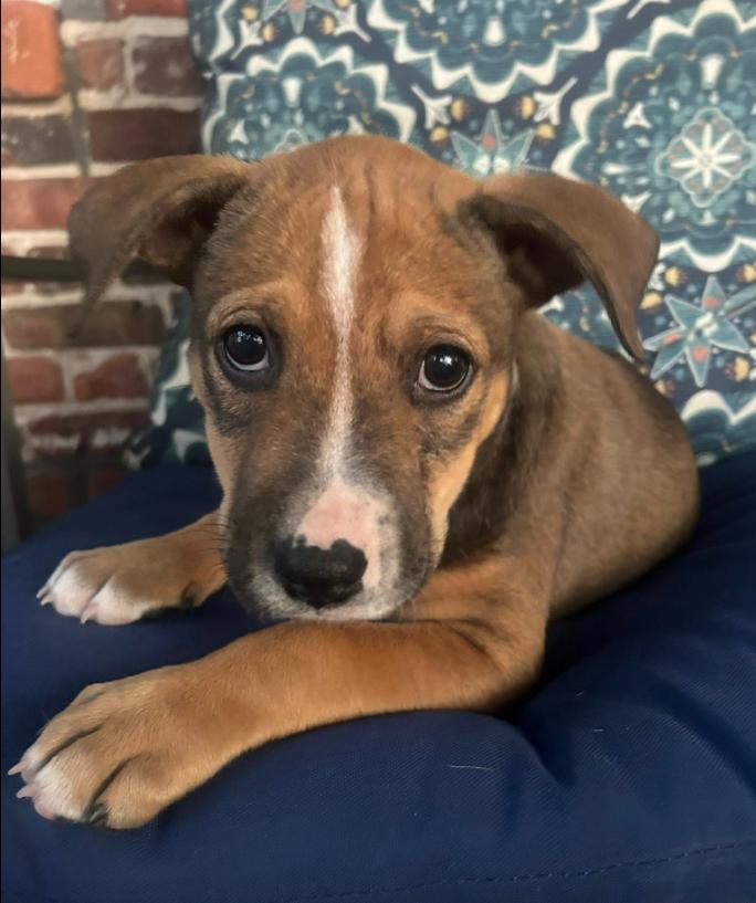 Otis, an adoptable mixed breed in Eutawville, SC image 5/6