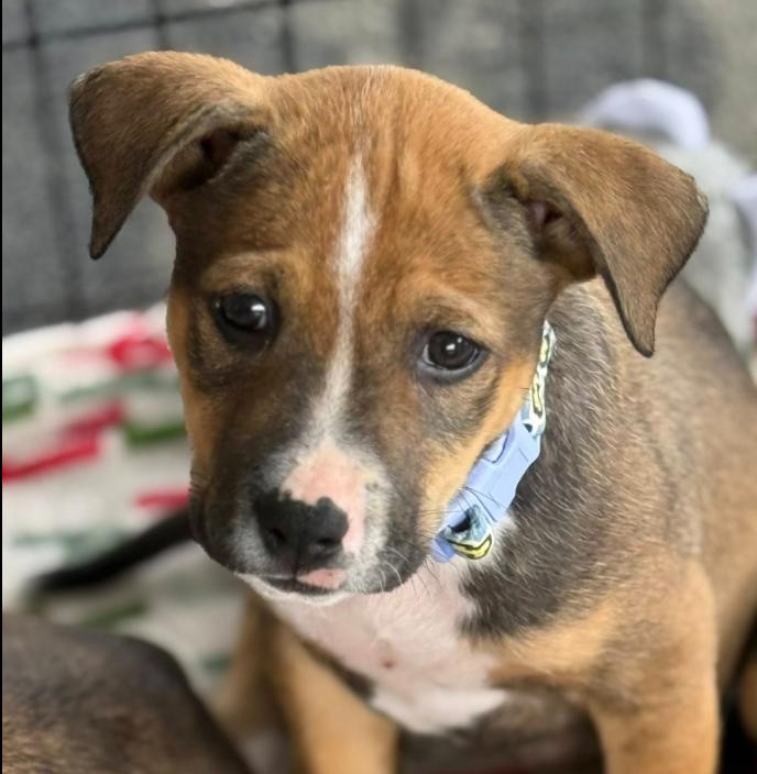 Otis, an adoptable mixed breed in Eutawville, SC image 6/6