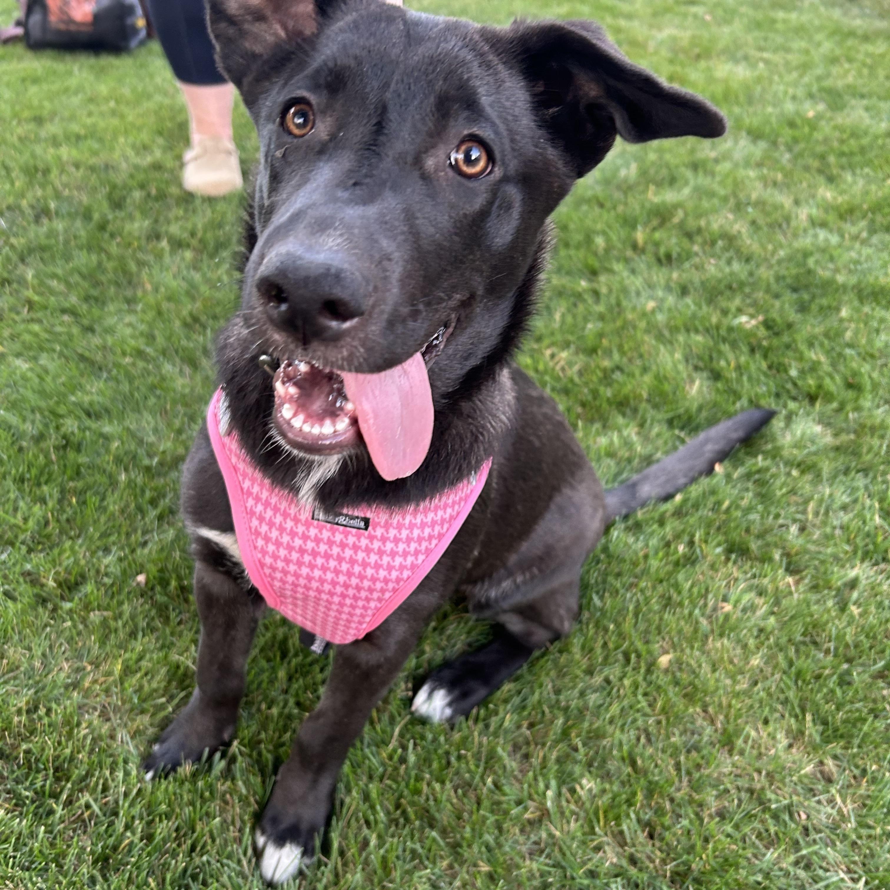 Mickey, an adoptable Mixed Breed in Saskatoon, SK, S7H 0W2 | Photo Image 1