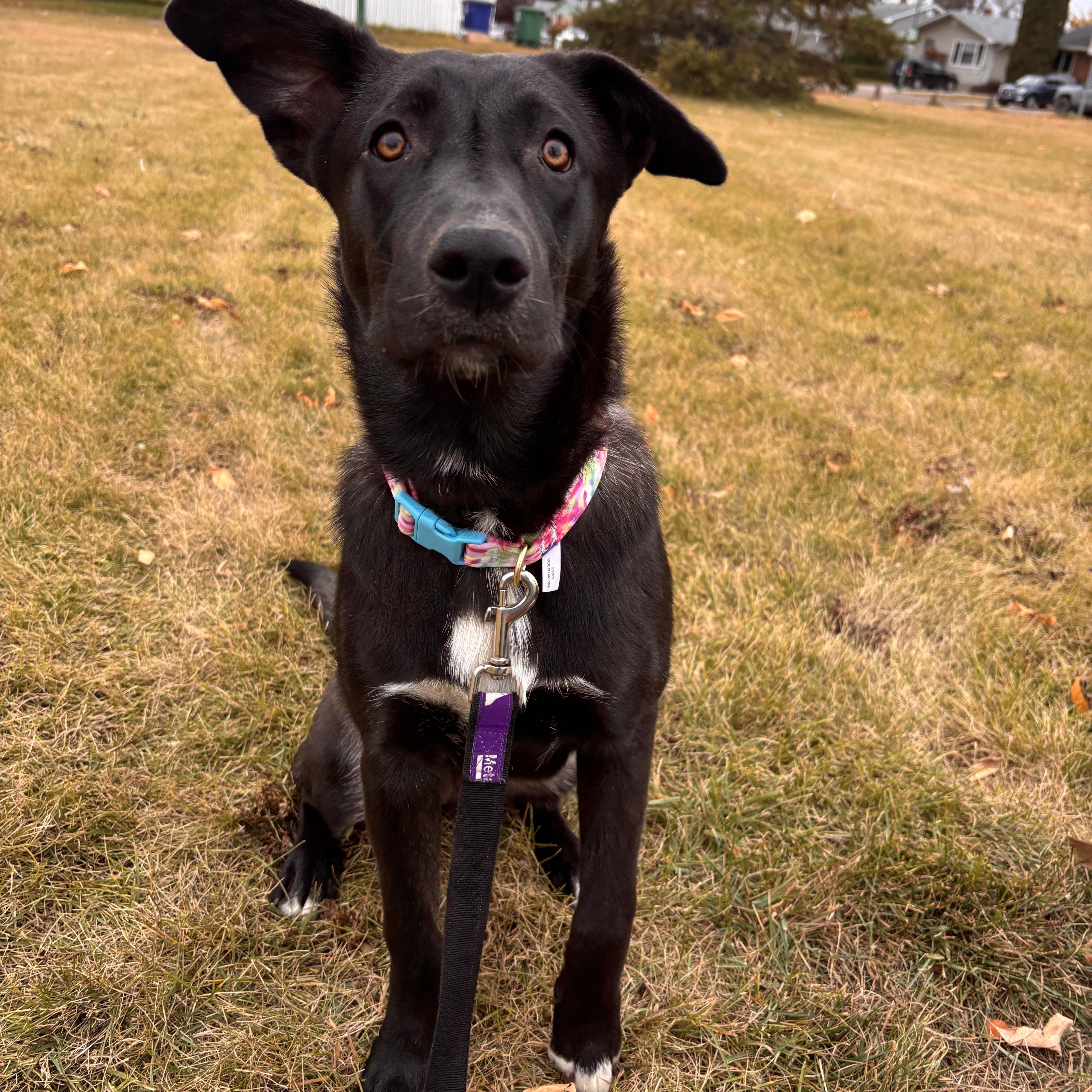 Mickey, an adoptable Mixed Breed in Saskatoon, SK, S7H 0W2 | Photo Image 6
