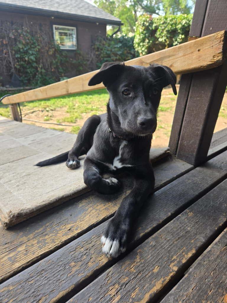 Mickey, an adoptable Mixed Breed in Saskatoon, SK, S7H 0W2 | Photo Image 2