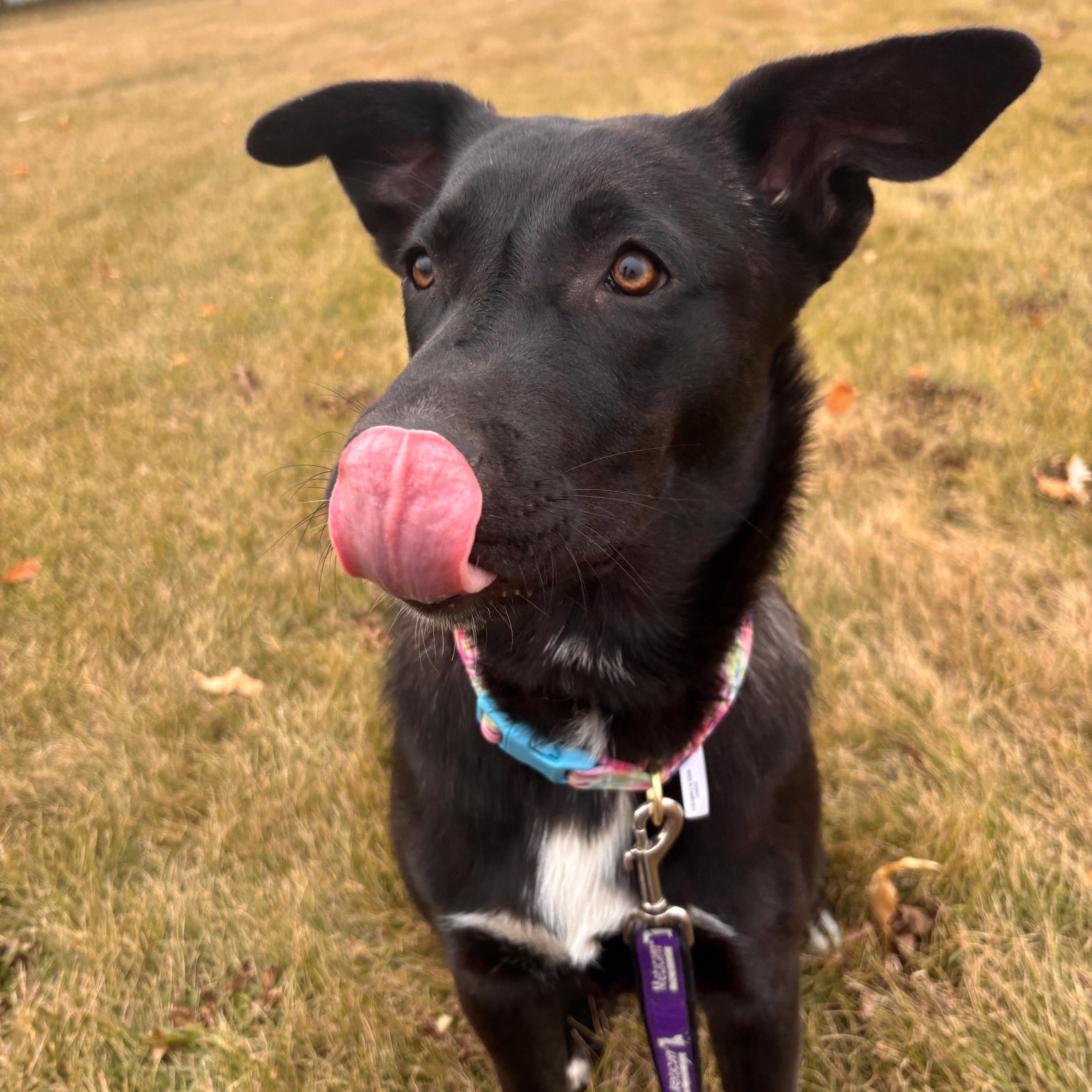 Mickey, an adoptable Mixed Breed in Saskatoon, SK, S7H 0W2 | Photo Image 3