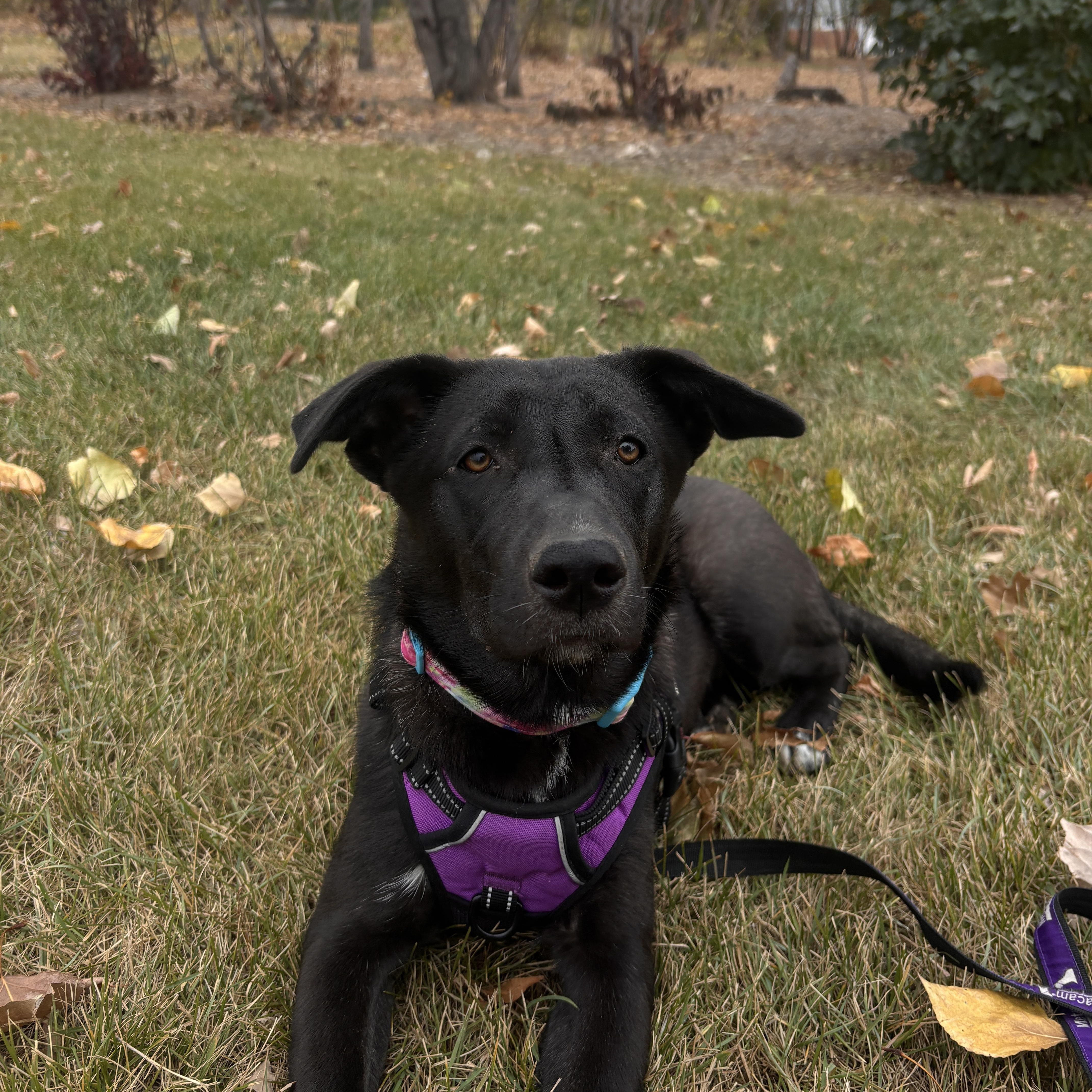 Mickey, an adoptable Mixed Breed in Saskatoon, SK, S7H 0W2 | Photo Image 5