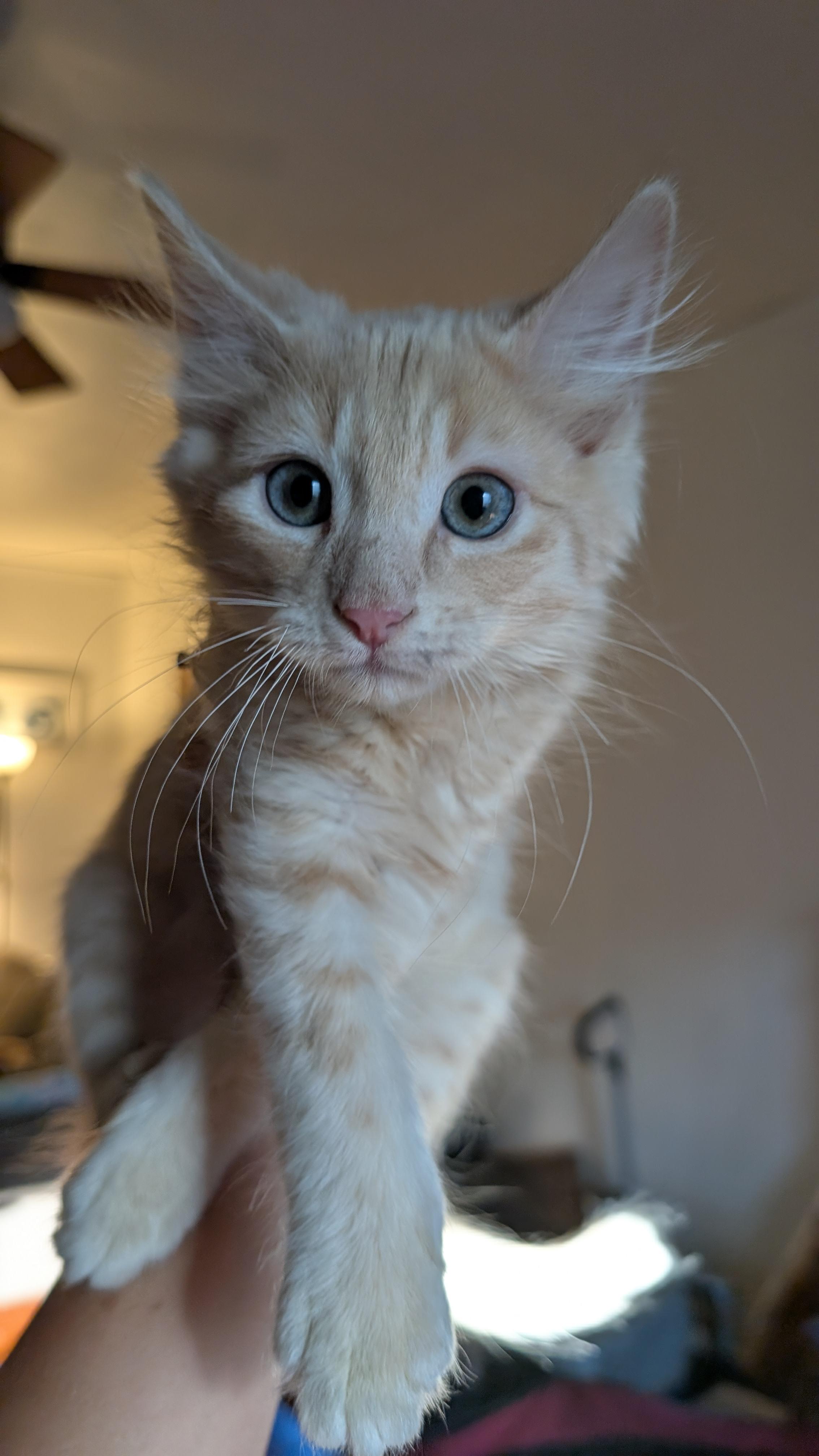 Dill, ADOPTABLE, Kitten Male Domestic Medium Hair & Tabby.
