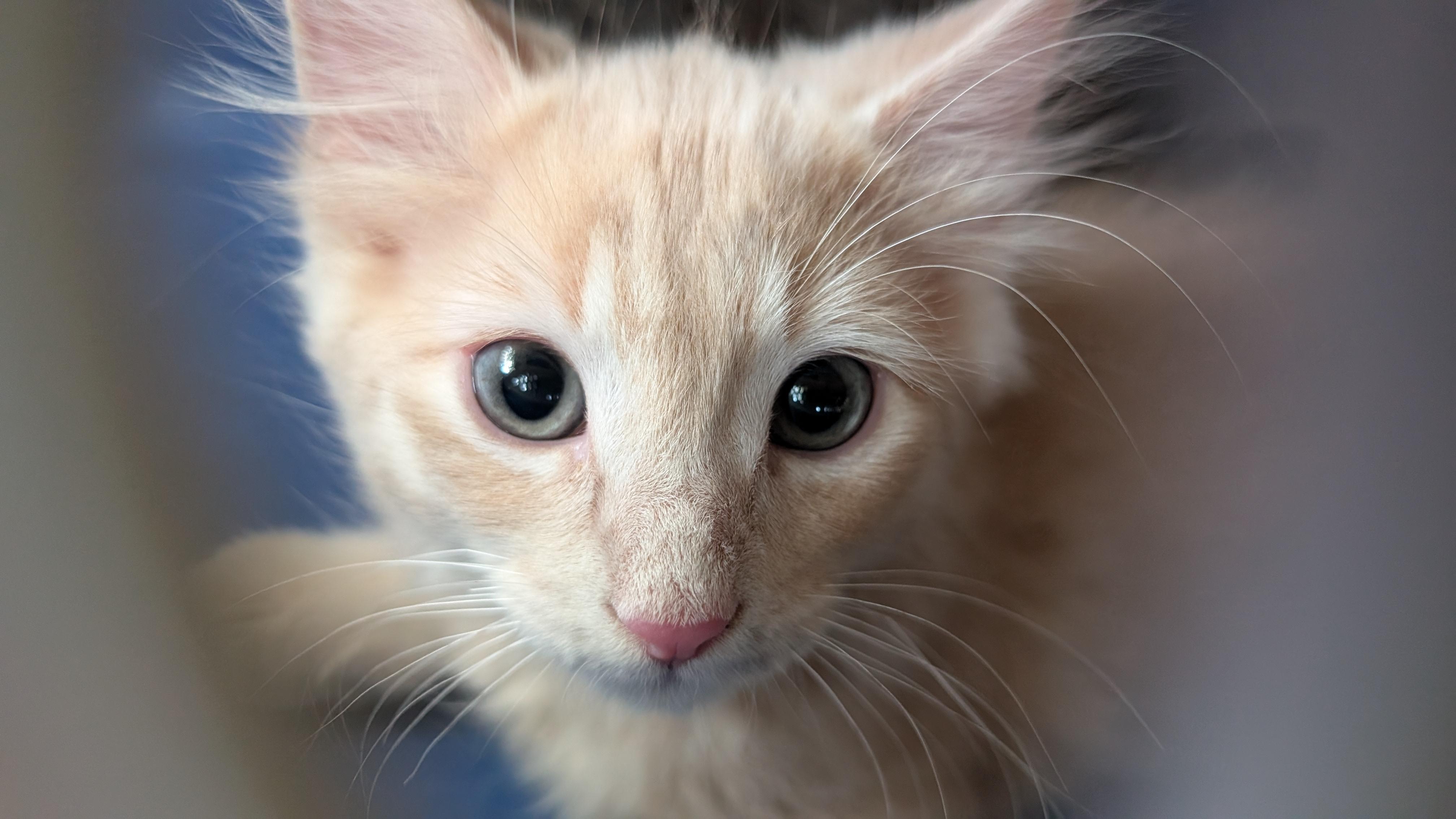 Dill, a ADOPTABLE mixed breed in Omaha, NE image 3/3