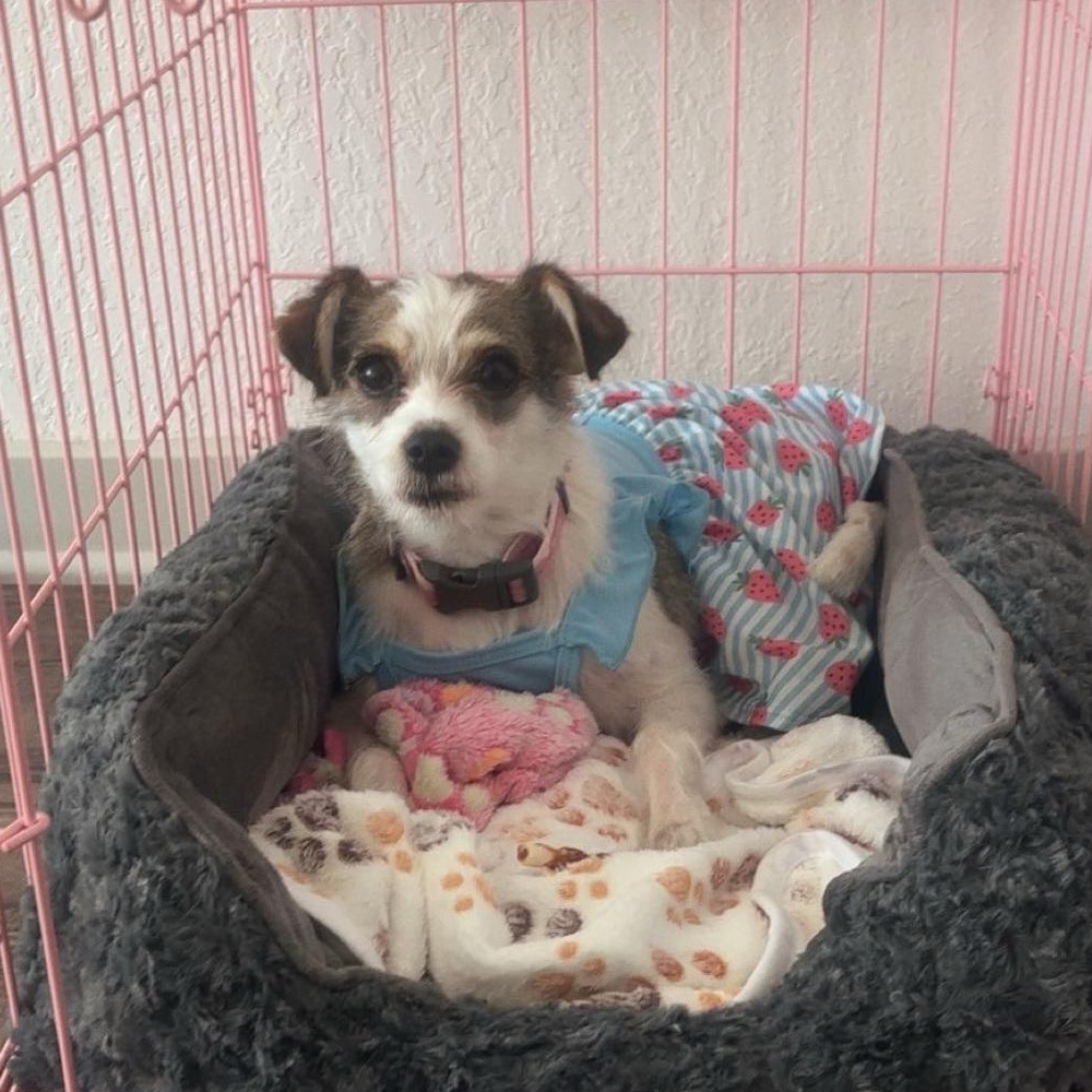 Nova, adopted, Young Female Jack Russell Terrier.