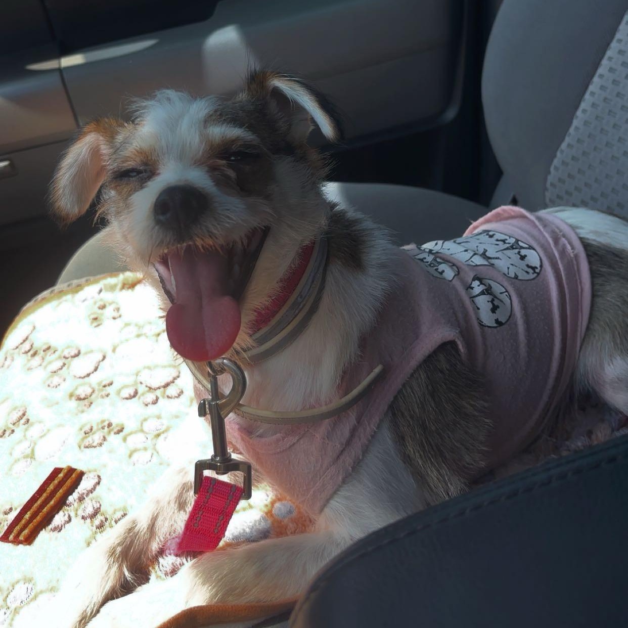 Nova, an adopted Jack Russell Terrier in Orlando, FL image 2/2