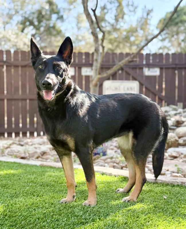 Sylvie, an adopted mixed breed in Southport, CT image 1/6