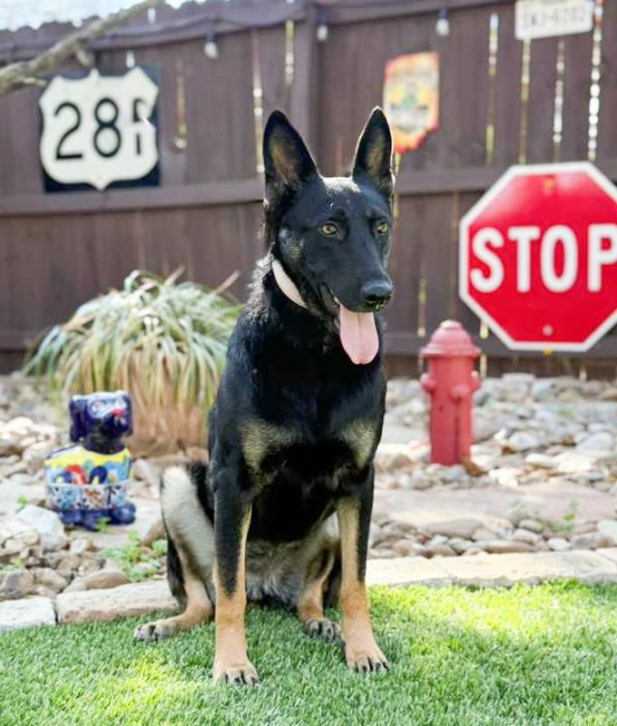 Sylvie, an adopted mixed breed in Southport, CT image 2/6