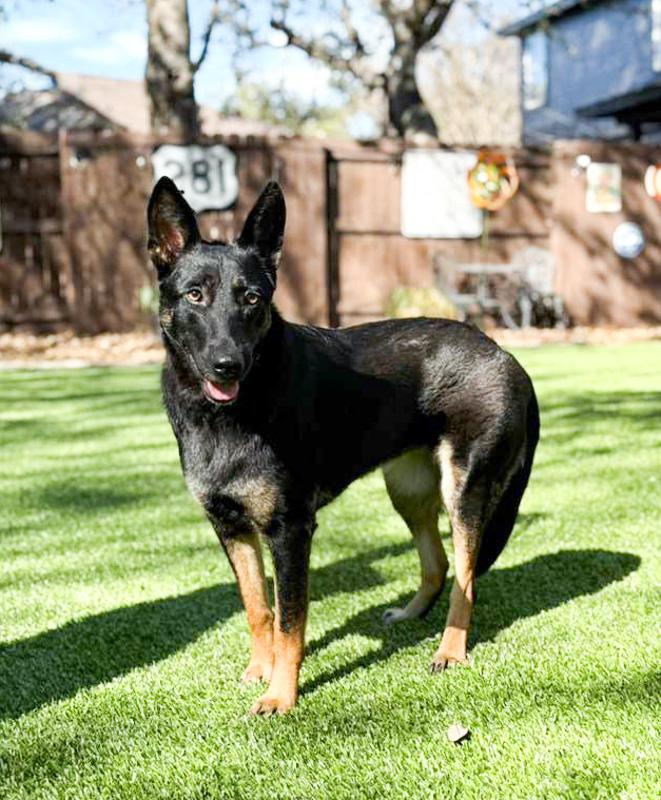 Sylvie, an adopted mixed breed in Southport, CT image 5/6