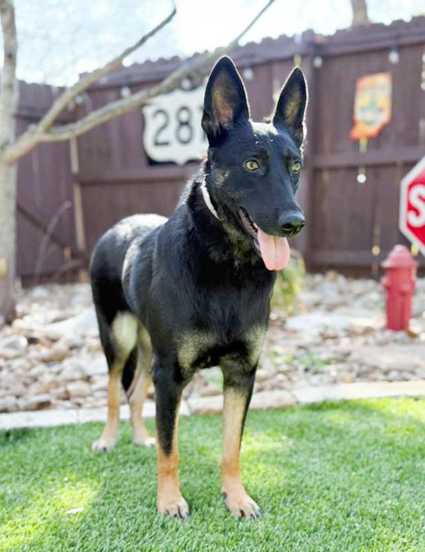 Sylvie, an adopted mixed breed in Southport, CT image 4/6
