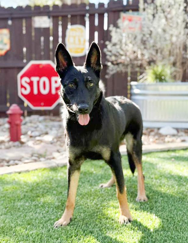 Sylvie, an adopted mixed breed in Southport, CT image 6/6