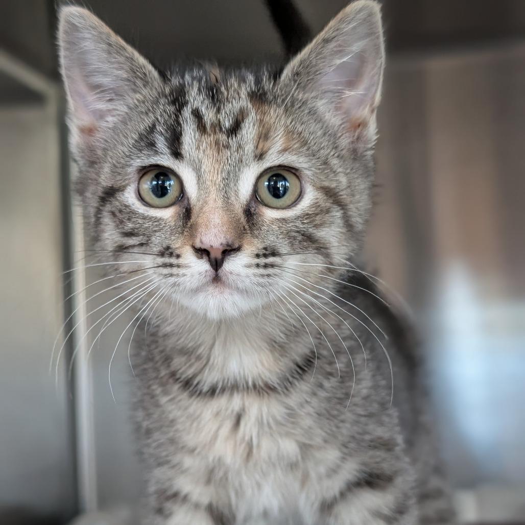 Enlarge Polly Pocket, a Adoptable Domestic Short Hair in Asheville, NC image 1/4