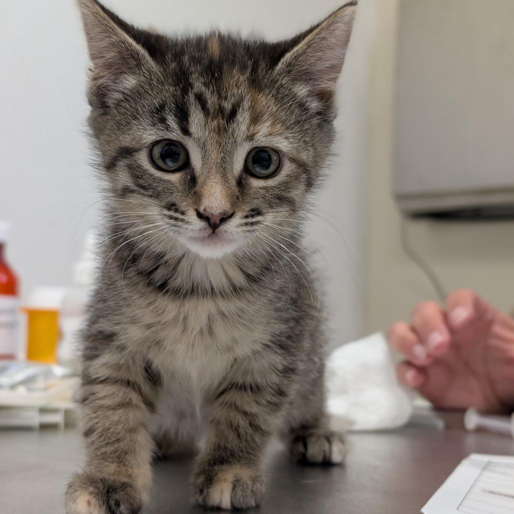 Enlarge Polly Pocket, a Adoptable Domestic Short Hair in Asheville, NC image 2/4