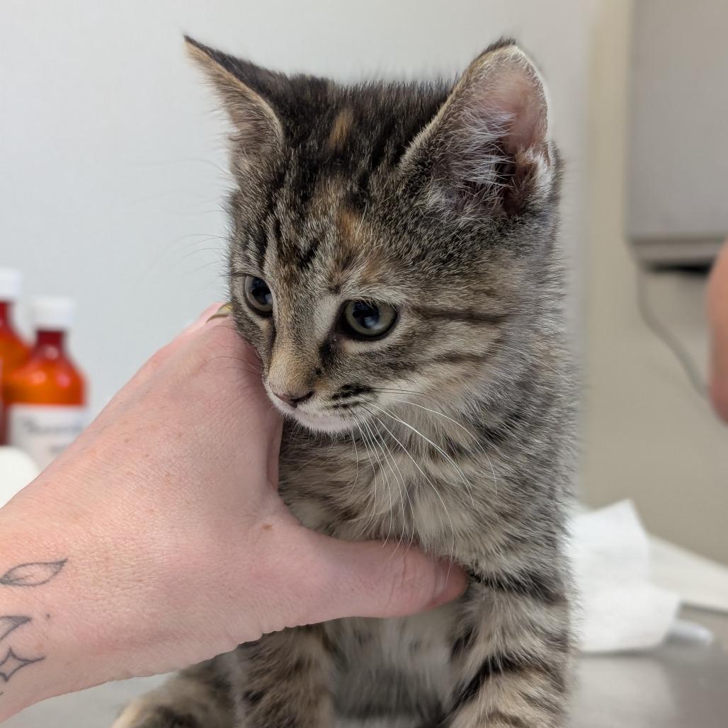 Enlarge Polly Pocket, a Adoptable Domestic Short Hair in Asheville, NC image 3/4