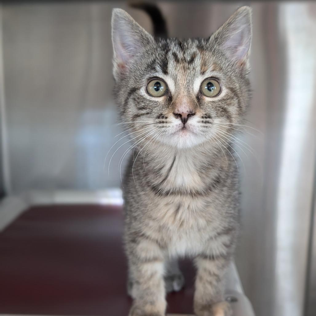 Enlarge Polly Pocket, a Adoptable Domestic Short Hair in Asheville, NC image 4/4