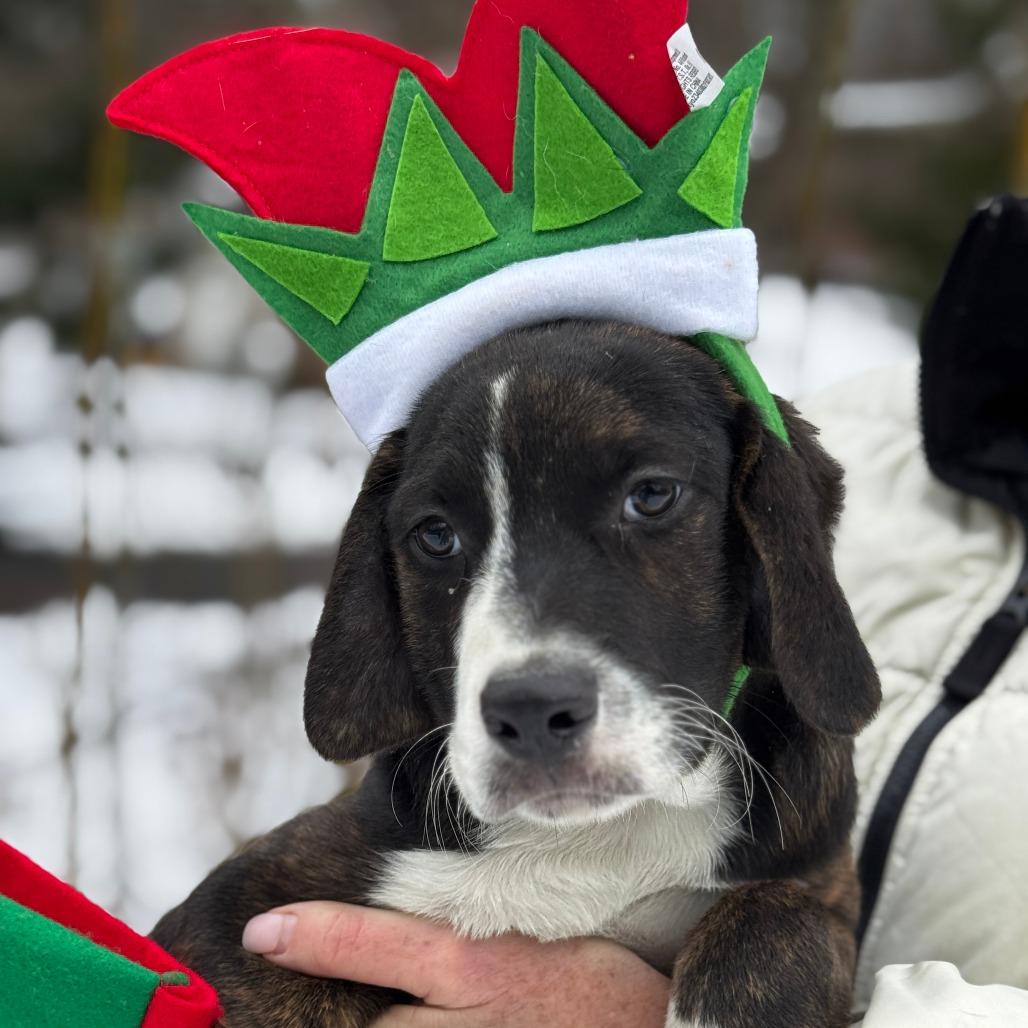 NY Wizard Avail Dec 13 (Tractor Supply Patterson), a Adoptable mixed breed in Stormville, NY image 1/2