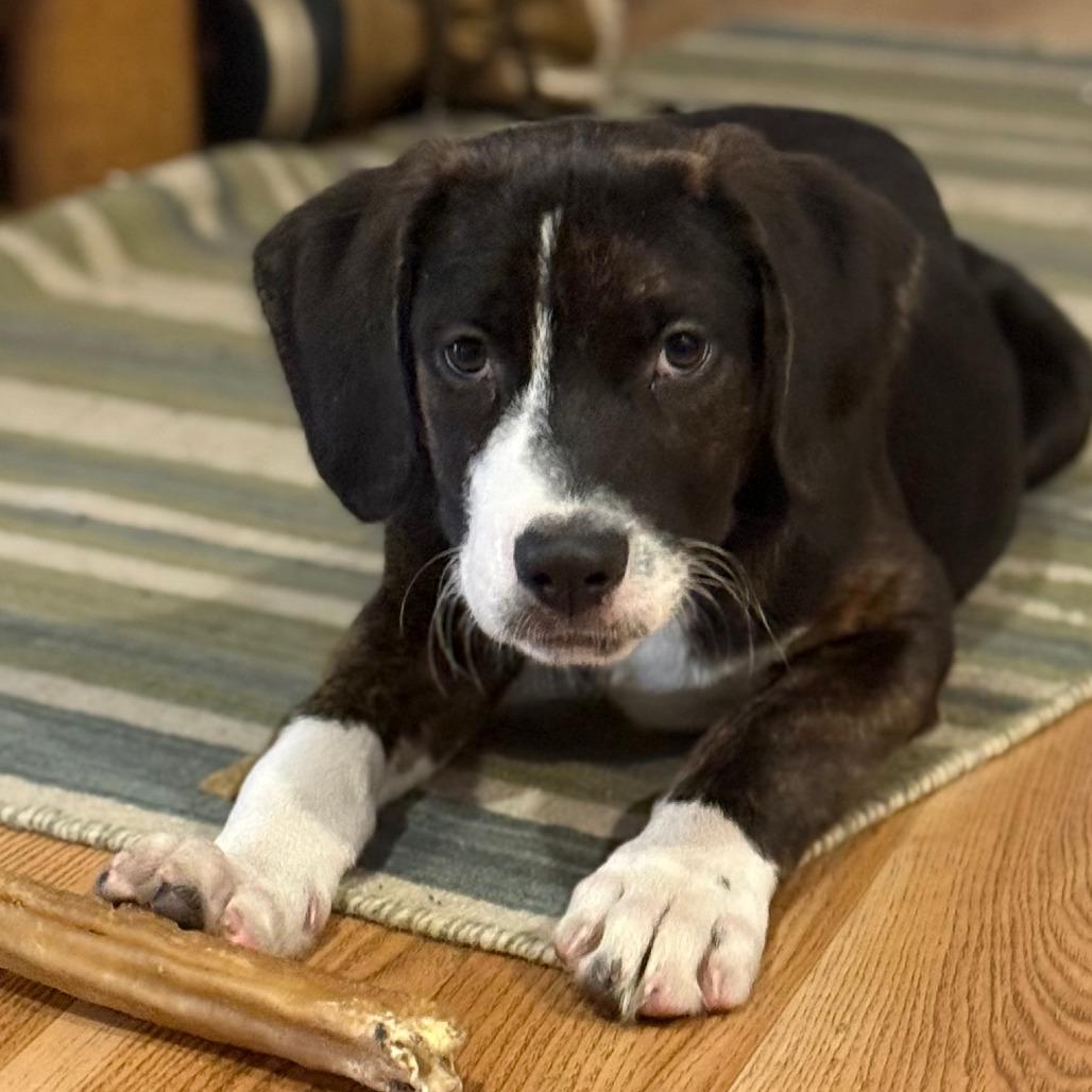 NY Wizard (Foster in Stormville), a Adoptable mixed breed in Stormville, NY image 2/4