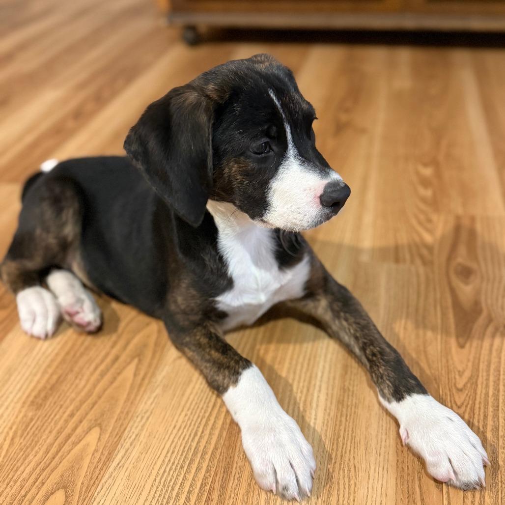 NY Wizard (Foster in Stormville), a Adoptable mixed breed in Stormville, NY image 3/4