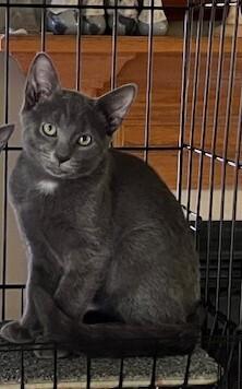 Wuzzy, Adoptable, Kitten Male Domestic Short Hair.