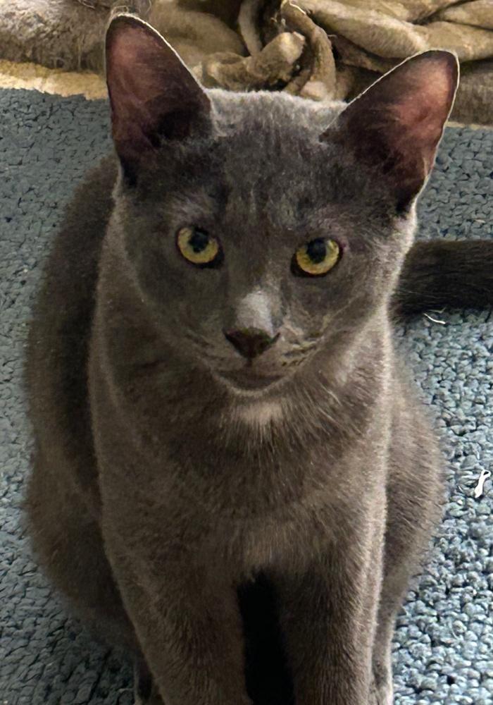 Wuzzy, a Adoptable Domestic Short Hair in Stafford, VA image 2/6